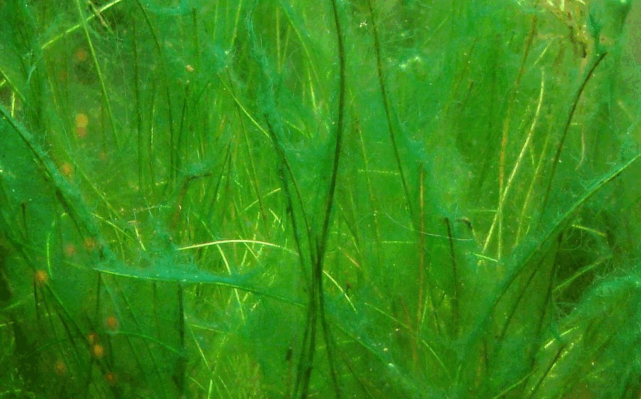 Спирогира нитчатая. Spirogyra водоросль. Зеленые водоросли спирогира. Нитчатка спирогира. Харовой водоросли спирогиры.