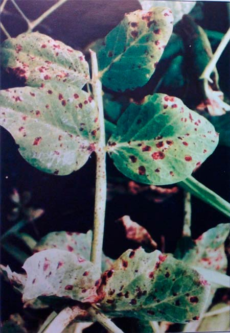 Темно-пятнистый аскохитоз гороха – Ascochyta pinodes фото
