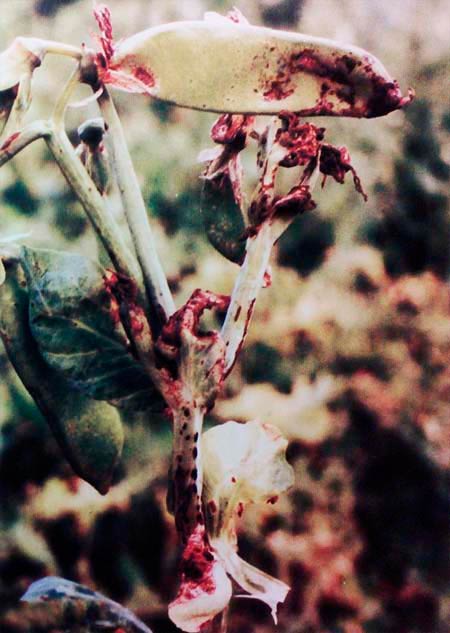 Темно-пятнистый аскохитоз гороха – Ascochyta pinodes фото