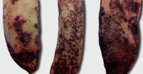 Пораженные бобы темно-пятнистым аскохитозом гороха – Ascochyta pinodes фото