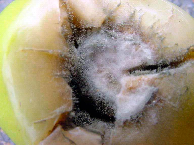 Серая гниль томата - Botrytis cinerea фото