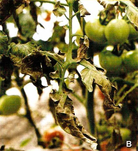 Кладоспориоз томата Cladosporium fulvum - фото