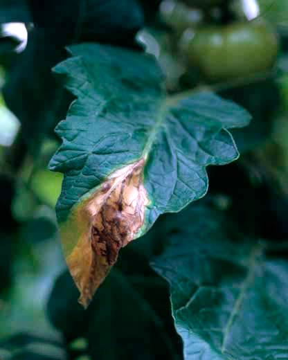 Рак стеблей томата (пораженный лист) - Didymella lycopersici фото