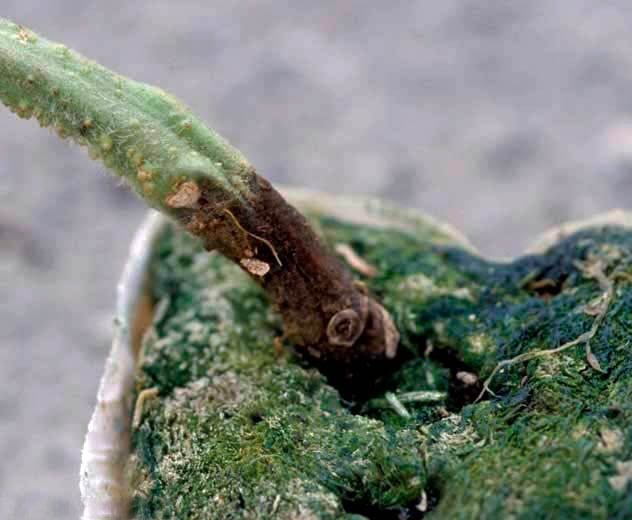 Рак стеблей томата (пораженный стебель) - Didymella lycopersici фото