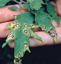 Белая пятнистость томата - Septoria lycopersici фото