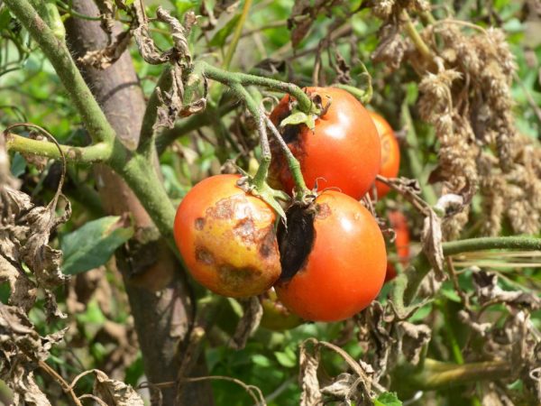 Столбур томатов