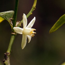 цветок цитрофортунеллы