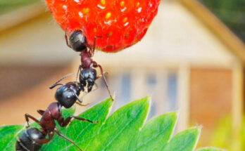муравьи в саду