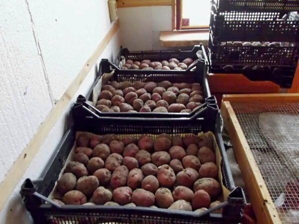 подготовка картоплі