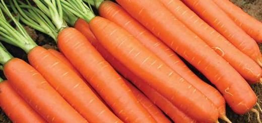 Морква сорту Вітамінна