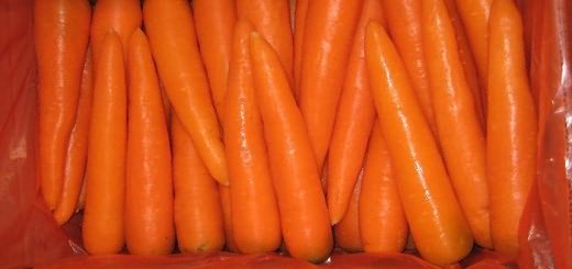Морковь сорта Самсон