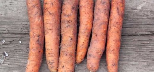 Морковь сорта Нандрин