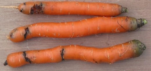 Фотография моркови поврежденной вредителями