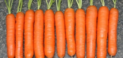 На фото морква сорту Нантська