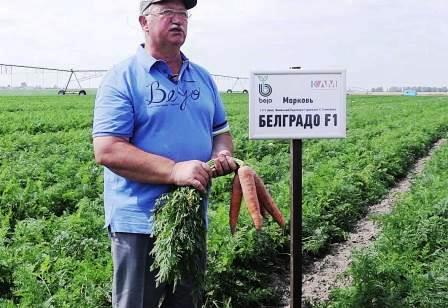 Морковь Белградо на поле