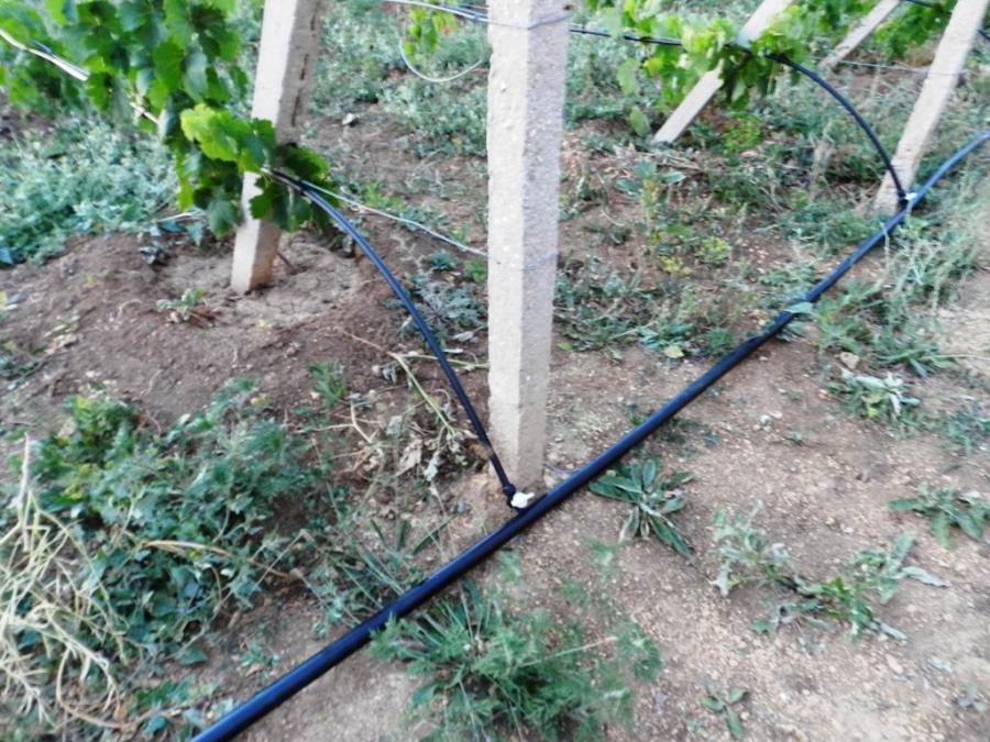 Капельный полив на винограднике