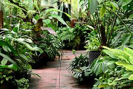 тропические растения