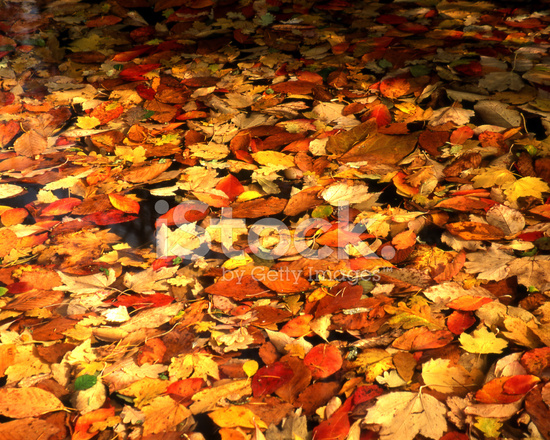 Осенние листья в пруду