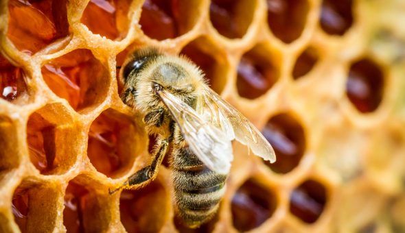 Подкормка пчел весной сиропом