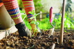Работа в саду и на огороде в мае: посадка культур и уход за растениями