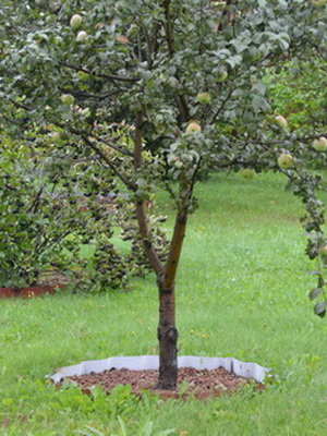 декоративный плодовый сад