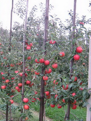декоративный плодовый сад