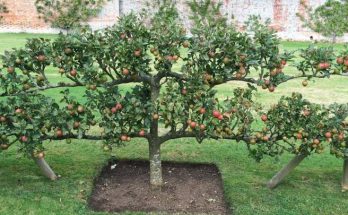 Как правильно направить рост веток ябллони