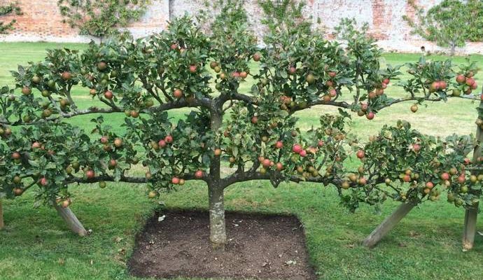 Как правильно направить рост веток ябллони