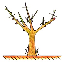 Схема обрезки куста древовидного пиона
