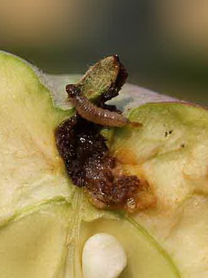 грушевая плодожорка гусеница