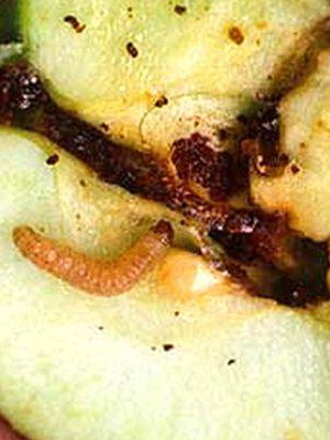 грушевая плодожорка личинка