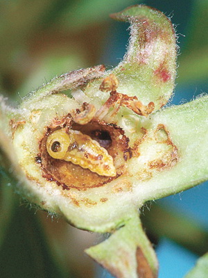 грушевый цветоед личинка