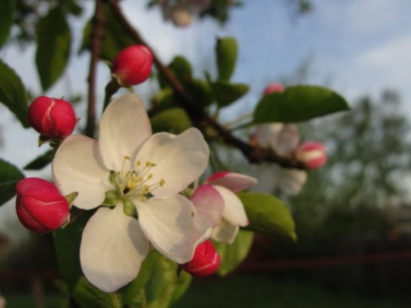 цветущая яблоня