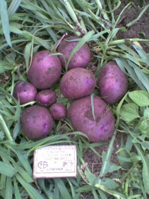Загадка картофельных грядок — описание и характеристики картофеля «Черныйпринц»