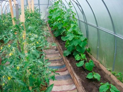 Делим жилплощадь: выращивание огурцов и помидоров в одной теплице