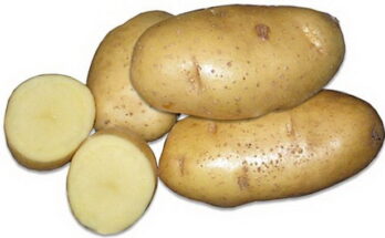 Белорусская красавица сорт картофеля «Янка»