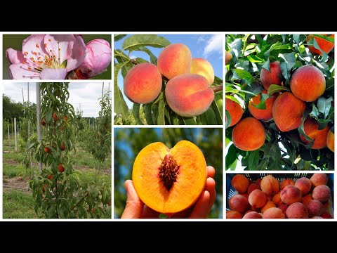 сорта персика
