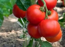 Ультраранние низкорослые сорта помидоров