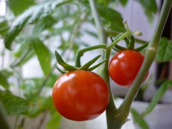 Ультраранние высокоурожайные сорта помидоров