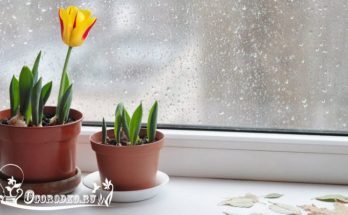 Тюльпаны в домашних условиях