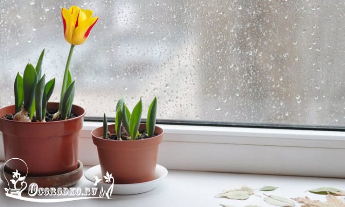 Тюльпаны в домашних условиях