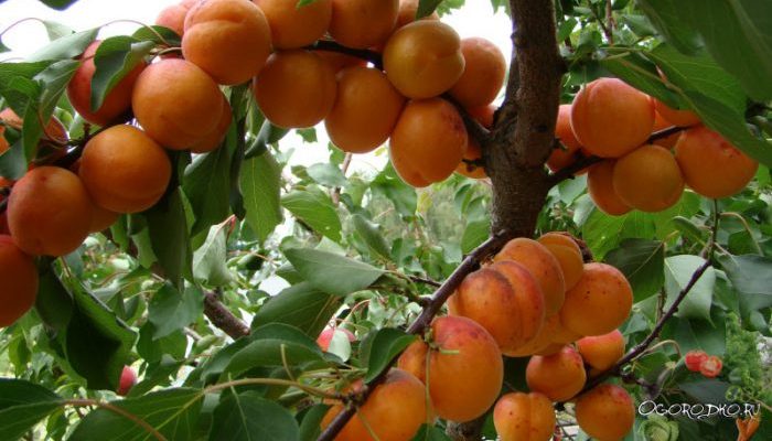 Разные сорта абрикос