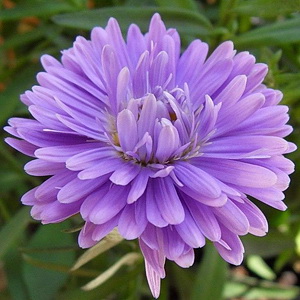 Астра новобельгийская махровая цветок
