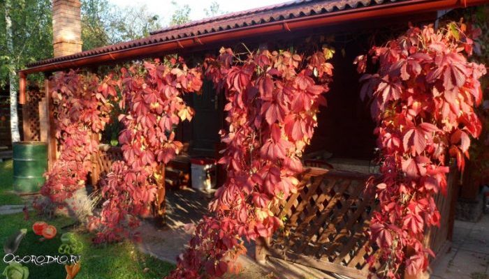 Девичий виноград – посадка и уход за красивой лианой