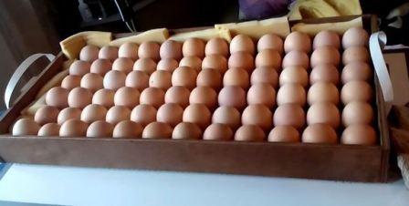 Яйца в лотке инкубатора
