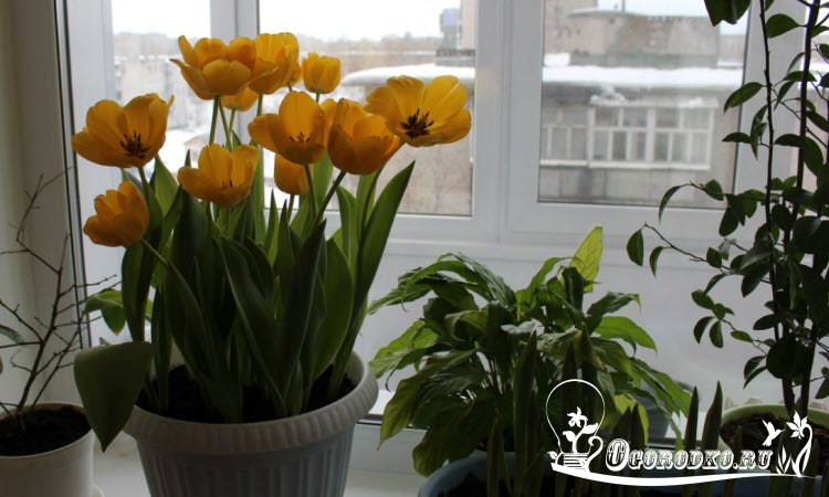 тюльпаны в горшке в домашних условиях