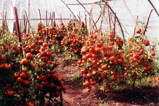 Спелые помидоры в теплице