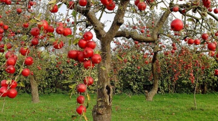 плодовые деревья
