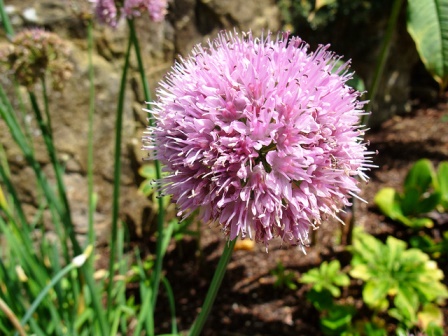цибуля-слизун Allium nutans