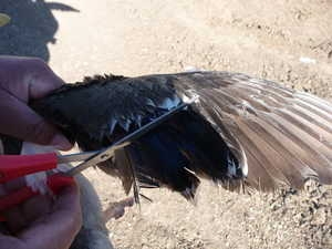 Как правильно обрезать крылья гусям и уткам
